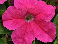 Петуния крупноцветковая (генетически компактная) (Ez Rider F1)