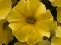 Петхоа гибридная ампельная 