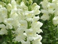 Львиный зев (Антирринум) большой (Maryland F1)