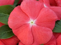 Катарантус розовый (Cobra F1)