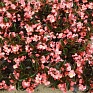 Бегония гибридная (бронзовая листва) (Begonia benariensis)