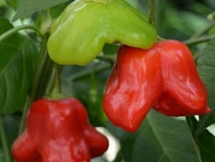 Перец ягодный (Mad Hatter)