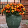 Бархатцы отклоненные (Tagetes patula)