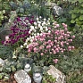 Гомфрена шаровидная (Gomphrena globosa)