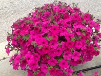 Петуния ампельная гибридная (Garden Beauty F1)