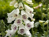 Наперстянка пурпурная