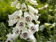 Наперстянка пурпурная (Dalmatian)