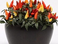 Перец летний (Blaze)