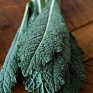 Декоративная капуста (Brassica oleracea)