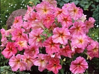 Петуния крупноцветковая гофрированная (Dolce F1)