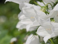 Колокольчик ложечницелистный (Alpine Breeze)