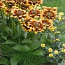 Рудбекия волосистая (Rudbeckia hirta)