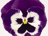 Виола виттрока