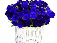 Петуния ампельная гибридная (Gioconda F1)