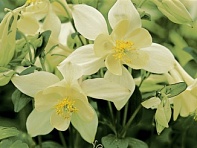 Аквилегия голубая (Origami F1)