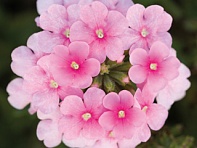 Вербена гибридная ампельная (Obsession Cascade F1)