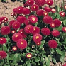 Маргаритка многолетняя (Bellis perennis)