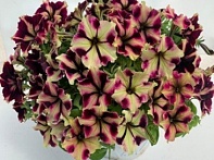 Петуния ампельная гибридная