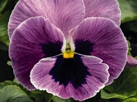 Виола виттрока