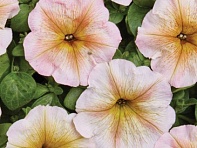 Петуния многоцветковая (Чехия) (Ingrid F1)