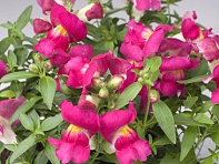 Львиный зев (Антирринум) большой (Snappy F1)