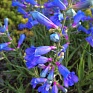 Пенстемон разнолистный (Penstemon heterophyllus)