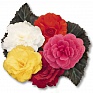Бегония клубневая махровая (Begonia tuberhybrida)