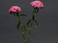 Гвоздика турецкая (Sweet F1)