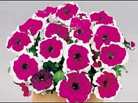 Петуния многоцветковая (Candy F1)