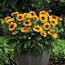 Гайлардия остистая крупноцветковая (Gaillardia aristata grandiflora)