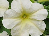 Петуния многоцветковая (Debonair F1)