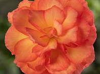 Бегония клубневая махровая