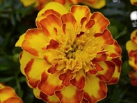 Бархатцы отклоненные (Flamenco) Бархатцы отклоненные (Flamenco)