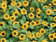 Санвиталия распростертая ()