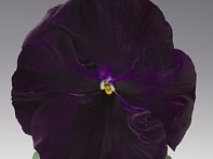 Виола Виттрока