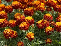 Бархатцы отклоненные (Hero)