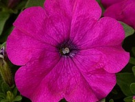 Петуния многоцветковая (генетически компактная) (Lo Rider F1)