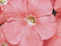 Петуния многоцветковая (Carpet F1)