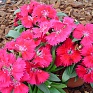 Гвоздика гибридная (Dianthus interspecific)