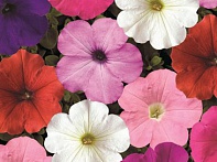Петуния ампельная гибридная