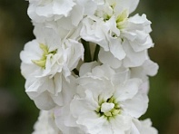 Левкой седой (Column) Левкой седой (Column)