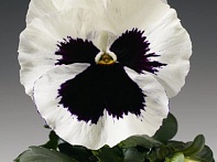 Виола Виттрока