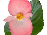 Бегония гибридная (зеленая листва)