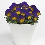 Виола рогатая (Viola cornuta)