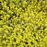 Седум Сельского (Sedum selskianum)
