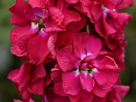 Левкой седой (Column)