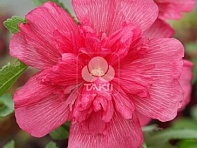 Мальва (Штокроза) розовая (Spring Celebrities)