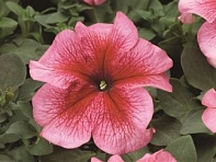 Петуния многоцветковая (Lambada F1)