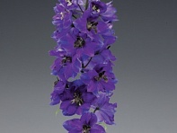 Дельфиниум высокий (Excalibur)