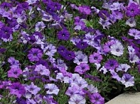 Петуния ампельная гибридная